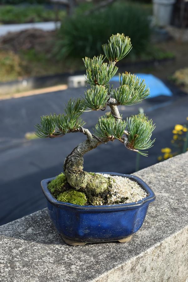 楽天市場】五葉松盆栽【盆栽】樹齢8年もの 小品盆栽 : 園芸百貨店