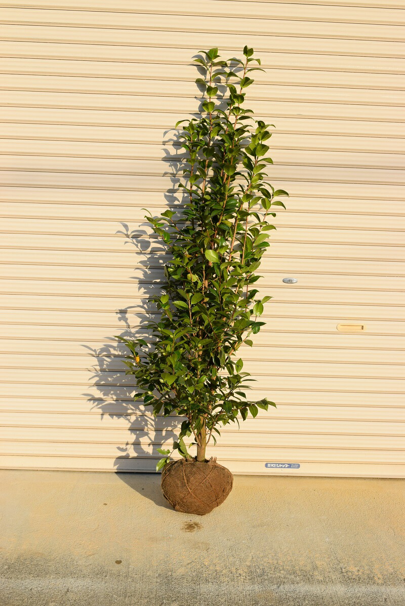 楽天市場】椿大苗2026年開花予定のツバキ苗大苗乙女椿 【植木花木庭木