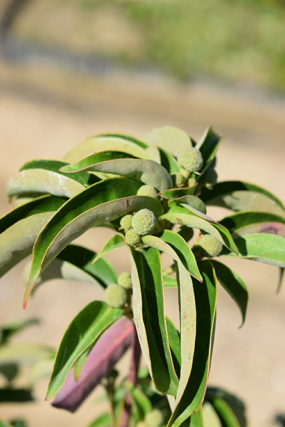 楽天市場】2026年5月頃開花の常緑ヤマボウシホンコンエンシス・月光