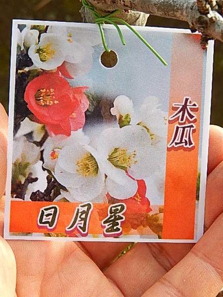 楽天市場】ボケ盆栽日月星 咲き分け木瓜日月星 : 園芸百貨店何でも揃う