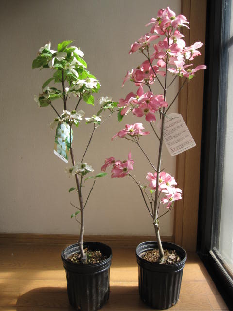 楽天市場】2026年4月に開花プレゼントに4月～5月に開花記念樹に