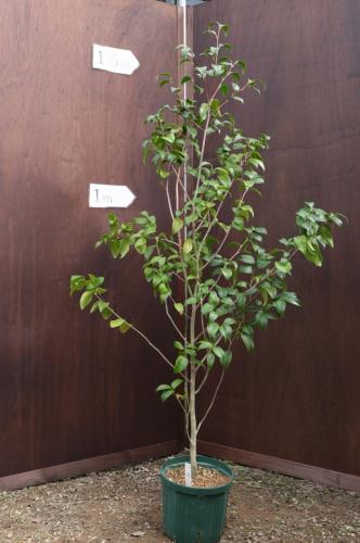 楽天市場】椿庭木高さ120センチ前後大苗 【ツバキ】椿 椿苗玉の浦