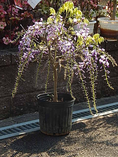 楽天市場】2026年4月に開花藤の中では一番長い房です 九尺藤苗幹太5年