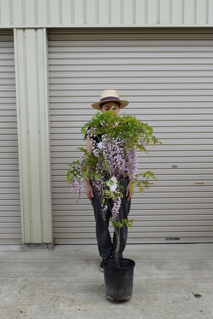 楽天市場】九尺藤苗2026年4月に開花苗藤棚として使用できる大苗藤苗木