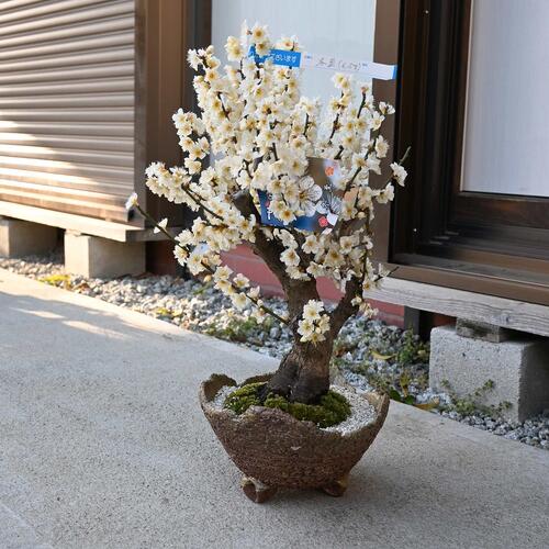 楽天市場】2026年2月～3月に開花香りを楽しむ樹齢10年 冬至梅盆栽 白梅