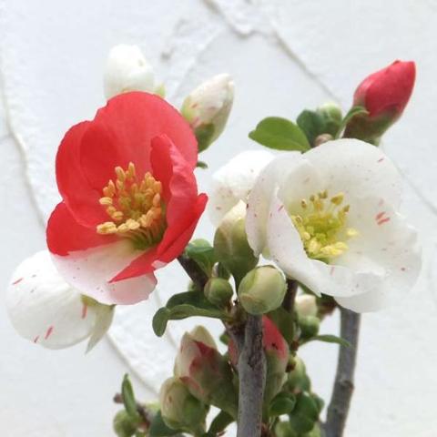 楽天市場】ボケ盆栽日月星 咲き分け木瓜日月星 : 園芸百貨店何でも揃う