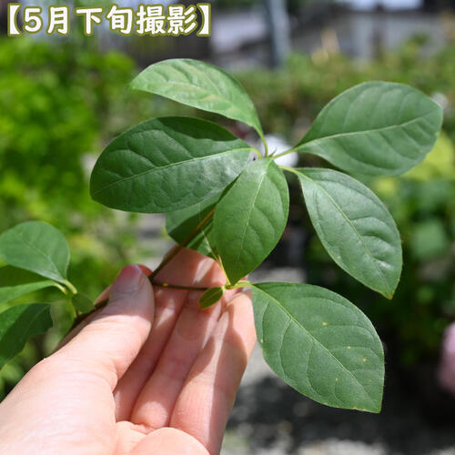 山採り クロモジ 黒文字 クロモジ苗木 No1 クロモジ 黒文字 クロモジ