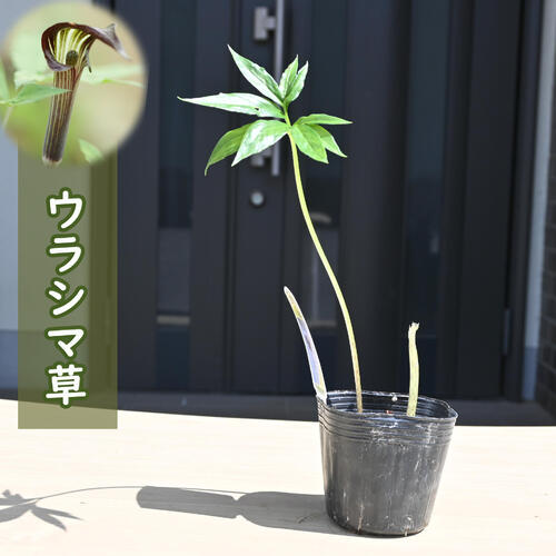 楽天市場】2024年NEW ウラシマ草 ポット苗 多年草 山野草 浦島草