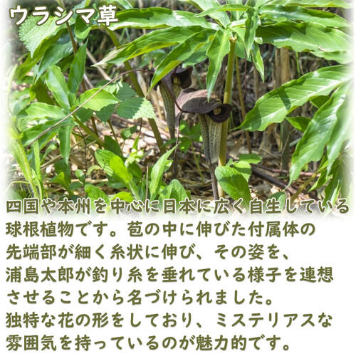 楽天市場】2024年NEW ウラシマ草 ポット苗 多年草 山野草 浦島草