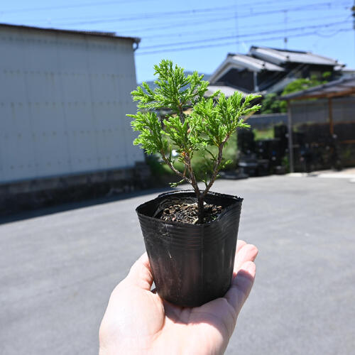 楽天市場】2025年NEW 糸魚川真柏 ポット苗 しんぱく : 園芸百貨店