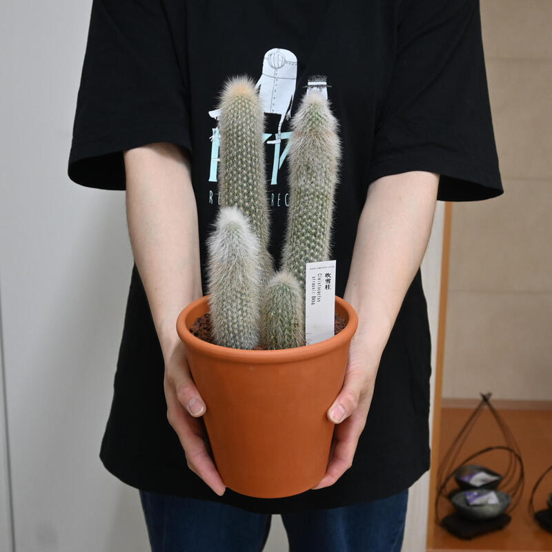 楽天市場】現品 サボテン 吹雪柱 柱サボテン 多肉植物 鉢植え クレイス