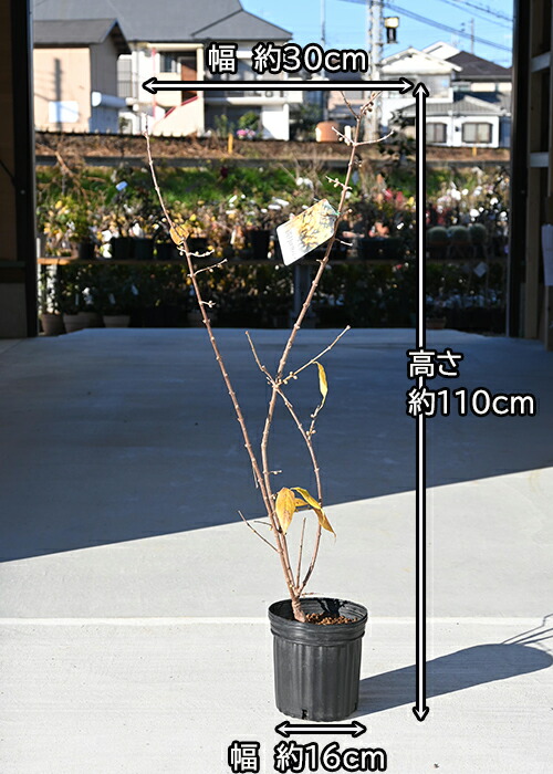 楽天市場】2026年2月開花花芽付ろうばい満月狼狽苗木冬にいい香りが