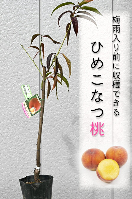 楽天市場】ひめこなつ 桃 苗黄桃極早生品種桃苗もも苗木 : 園芸百貨店