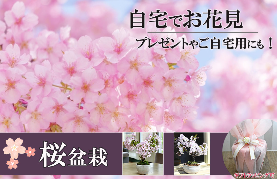 楽天市場 | 園芸百貨店何でも揃うこぼんさい - 春 夏 秋 冬 日本の四季