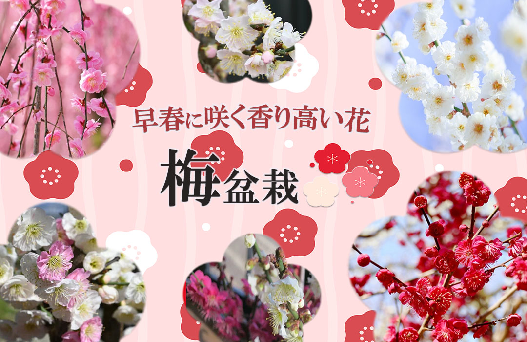 楽天市場 | 園芸百貨店何でも揃うこぼんさい - 春 夏 秋 冬 日本の四季