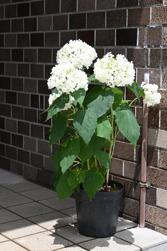 楽天市場】おすすめ苗自宅のお庭や鉢植えにアナベルはおすすめです2026