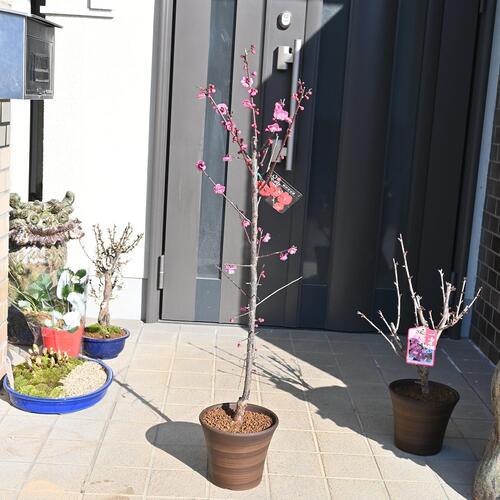 楽天市場】鉢植え 梅鹿児島紅梅2026年3月開花 花梅 : 園芸百貨店何でも
