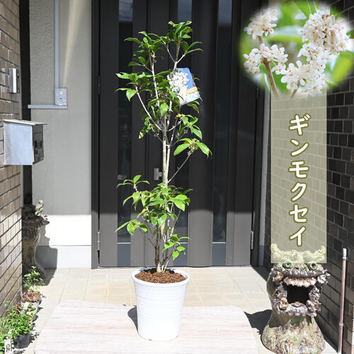 楽天市場】お届けは2026年開花見込みとなりますギンモクセイ 鉢植え 銀