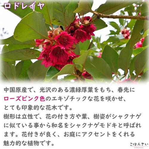 楽天市場】ロドレイヤ 鉢植え 竹下性 シャクナゲモドキ テラコッタ鉢