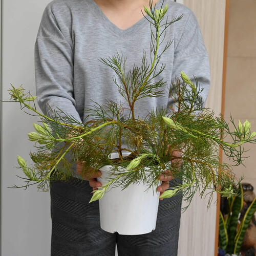 楽天市場】セルリア苗セルリアブラッシングブライド ホワイト苗