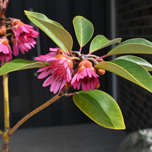 楽天市場】ロドレイヤ 鉢植え 竹下性 シャクナゲモドキ テラコッタ鉢