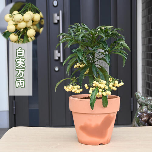 楽天市場】2026年万両 鉢植え 大実万両 素焼き鉢入り縁起の良い木