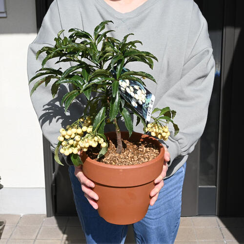 楽天市場】2026年万両 鉢植え 大実万両 素焼き鉢入り縁起の良い木