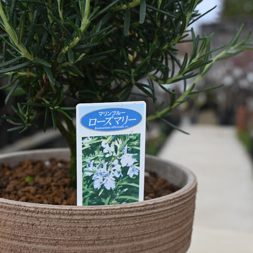 楽天市場】2024年3月撮影ローズマリー 鉢植え マリンブルー テラコッタ