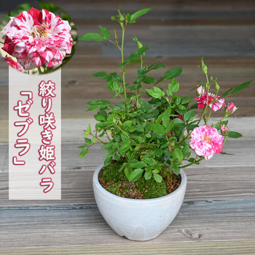 楽天市場】2025年5月開花 ミニバラ ゼブラ 鉢花 姫バラ 薔薇 絞り咲き