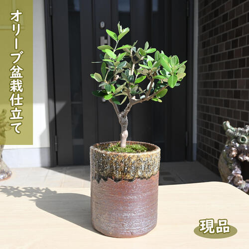 楽天市場】オリーブ盆栽の通販