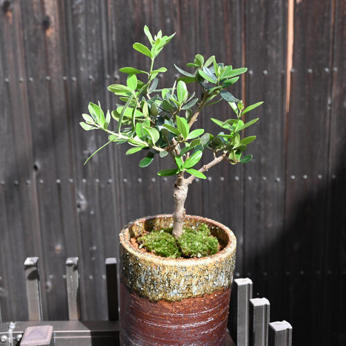 楽天市場】オリーブ 鉢植え 盆栽仕立て 高さ30センチ前後 : 園芸百貨店