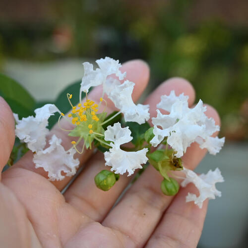 楽天市場】2024年9月開花 サルスベリ 白花 鉢花 盆栽仕立て 百日紅