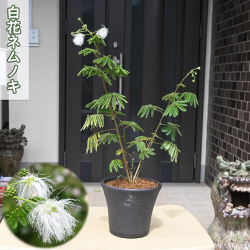 楽天市場】2026年NEW 白花ネムノキ 鉢植え 合歓木 : 園芸百貨店何でも