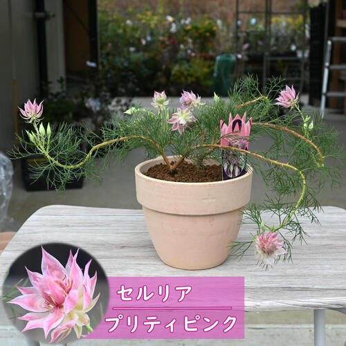 楽天市場】2026年1月～2月開花セルリア プリティピンク 鉢植え
