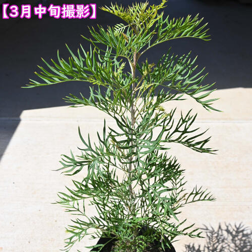 楽天市場】グレビレア ピーチアンドクリーム 苗木 樹高鉢底から約60