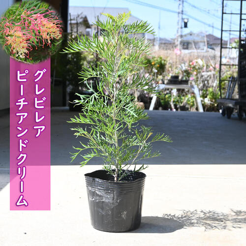 楽天市場】グレビレア ピーチアンドクリーム 苗木 樹高鉢底から約60