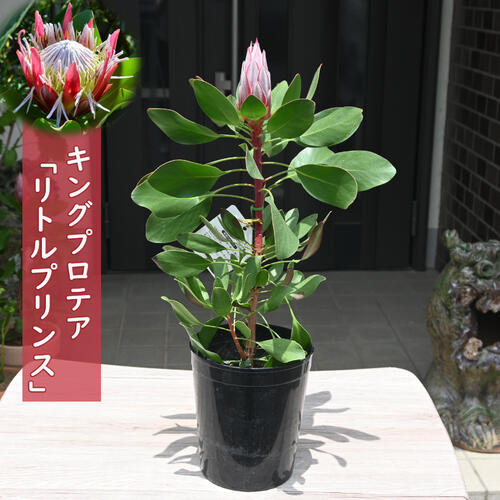 楽天市場】5号サイズプロテア リトルプリンス プラ鉢入り ネイティブ