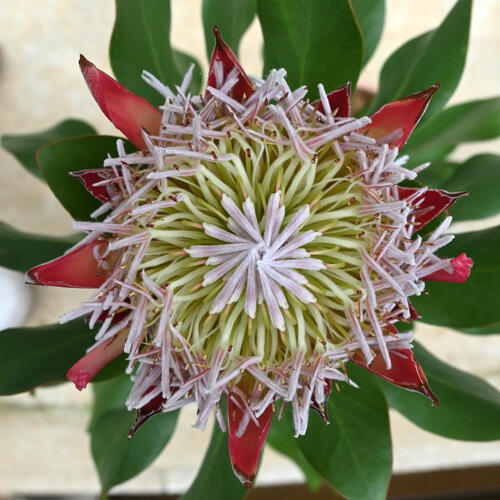 楽天市場】5号サイズプロテア リトルプリンス プラ鉢入り ネイティブ