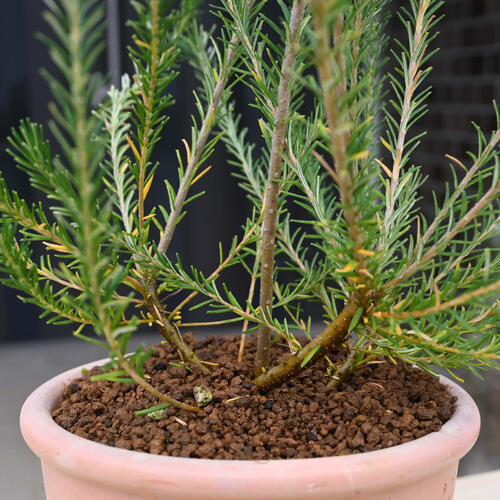 楽天市場】2024年NEW バンクシア エリシフォリア 鉢植え テラコッタ鉢