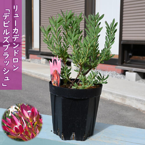 楽天市場】リューカデンドロン デビルズブラッシュ 苗木 オージー