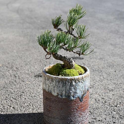 楽天市場】2025年は五葉松盆栽信楽緑鉢【盆栽】小品盆栽 : 園芸百貨店