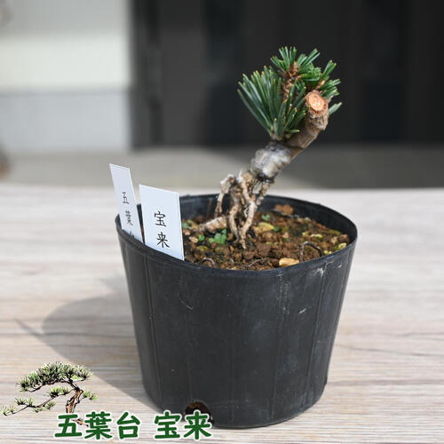 楽天市場】五葉松 五葉台 宝来 ポット ミニ 松 : 園芸百貨店何でも揃う