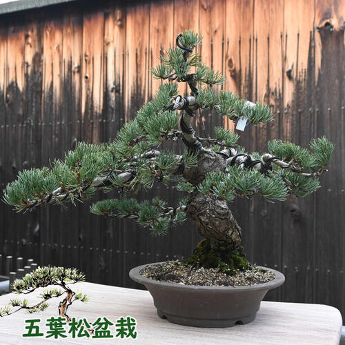 楽天市場】現品 五葉松盆栽 本格 五葉松 盆栽 縁起のよい木 : 園芸