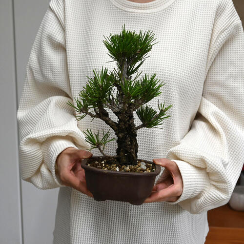 楽天市場】錦松盆栽 本格 黒松 盆栽 : 園芸百貨店何でも揃うこぼんさい