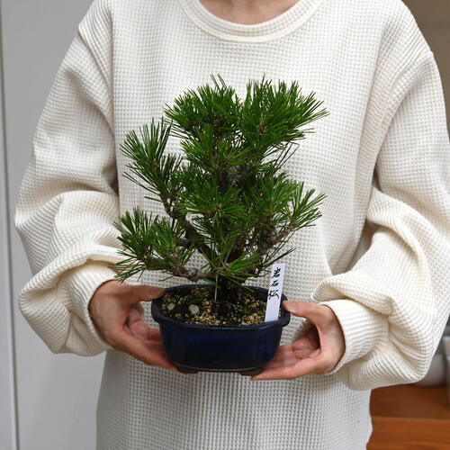 楽天市場】岩石松盆栽 本格 岩石性 黒松 盆栽 : 園芸百貨店何でも揃う