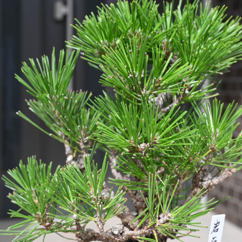 楽天市場】岩石松盆栽 本格 岩石性 黒松 盆栽 : 園芸百貨店何でも揃う