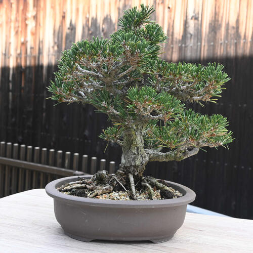 楽天市場】現品 寿松盆栽 本格 黒松 盆栽 2023年10月7日撮影 : 園芸