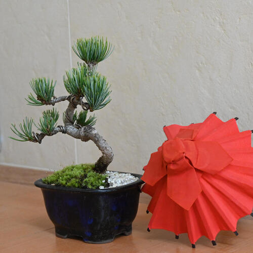 楽天市場】2024年11月撮影五葉松盆栽 本格 盆栽マツ まつ 吾妻 五葉松