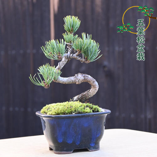 楽天市場】2024年11月撮影五葉松盆栽 本格 盆栽マツ まつ 吾妻 五葉松