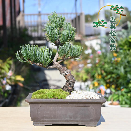 楽天市場】2024年11月撮影五葉松盆栽 本格 盆栽マツ まつ 吾妻 五葉松